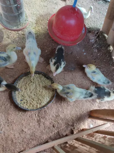 Patinhos