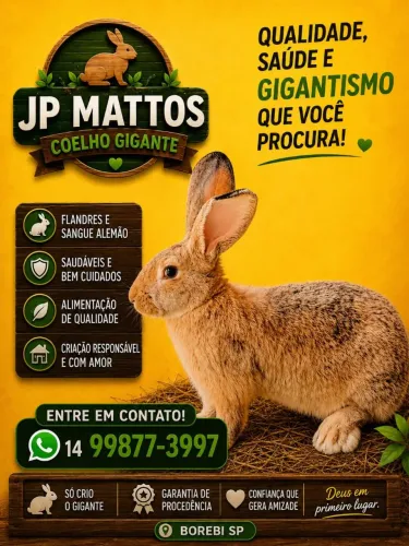 Coelho gigante sangue alemão