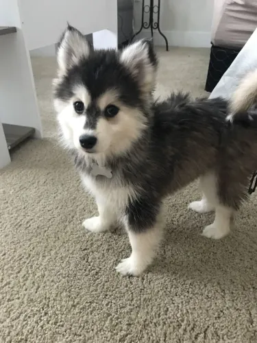 Husky siberiano Um cachorro transforma casa em lar