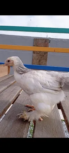 Brahma Ligth azul 