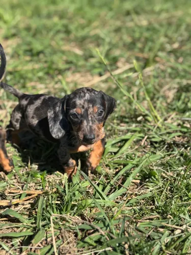 Filhotes basset dachshund Mini salsichinha