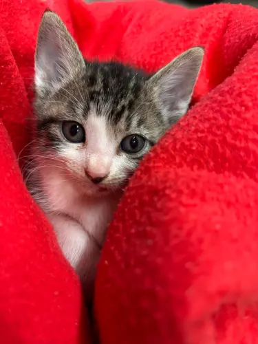 Adote duas gatinhas!