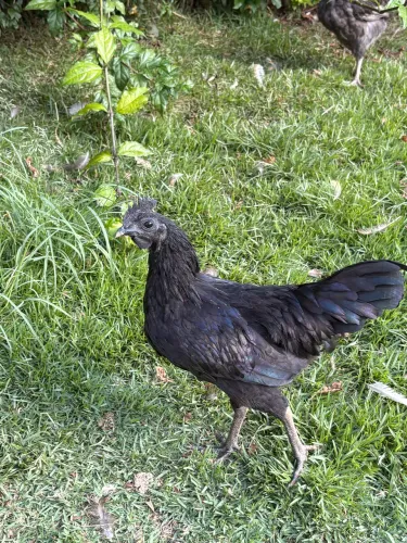 Galo Ayam Cemani