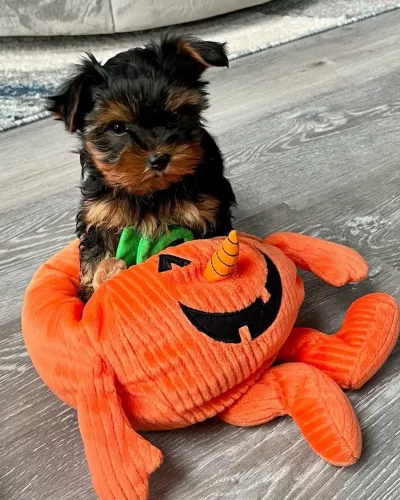 Yorkshire Terrier carinhoso