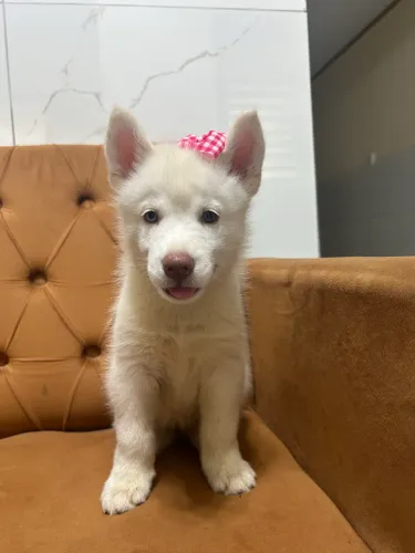 Filhote de Husky Siberiano 