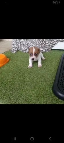 Jack Russel terrier pelo curto e peludinho 