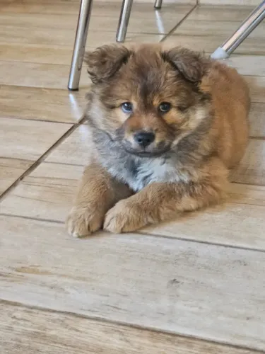 Filhote de Chow-chow