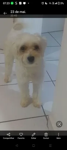 Poodle macho 