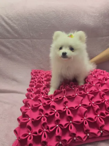 LULU DA POMERANIA