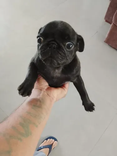 Cachorro 