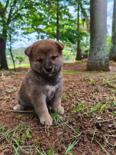 Shiba Inu - Disponível hoje
