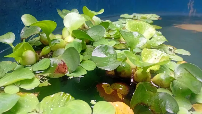 Plantas aquaticas