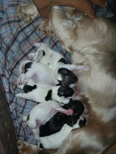 Cachorro