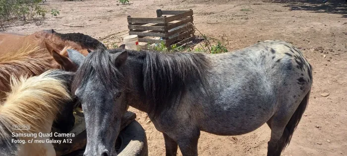 Vende se mini ponei 