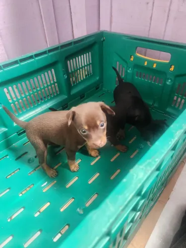Pinscher