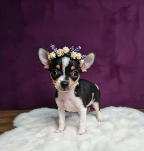 Pinscher Fêmea Bela Princesa