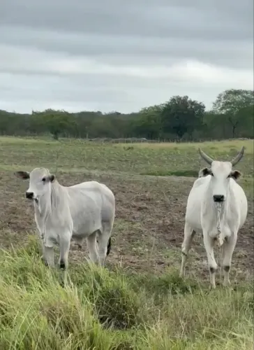 Tourinho Nelore Luxo, para reprodutor!