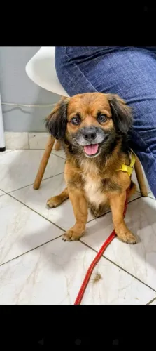 Lindo cachorrinho para doação 