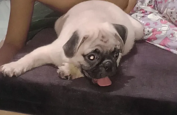 Filhote mini pug 