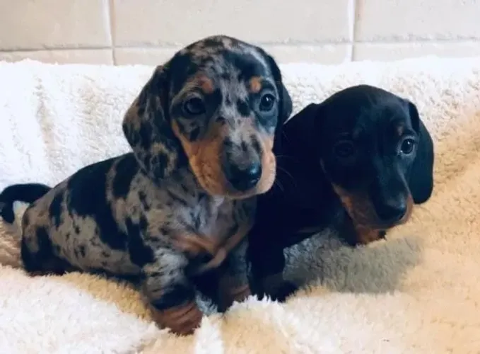 Basset teckel docil e carinhoso 