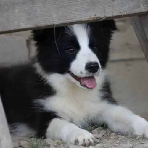 Filhotes de Border Collie | Seu próximo companheiro de rotina está aqui!