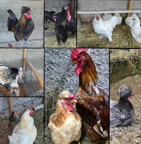 Vendo ovos galados