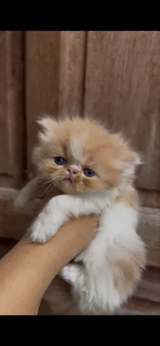 Gato Persa Creme e Branco
