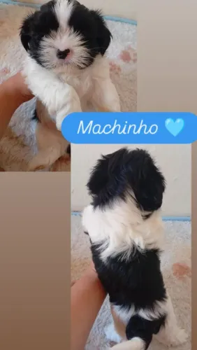 Filhote de shi-tzu macho 