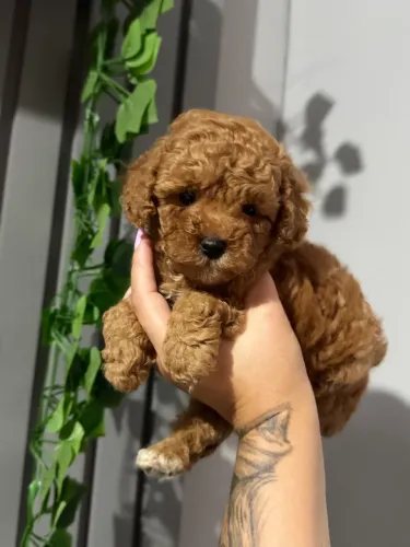 Poodle Toy Venda .