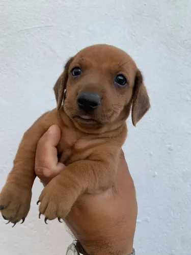 Dachshund filhote macho