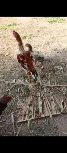 Vendo terno de galinhas bico curto 