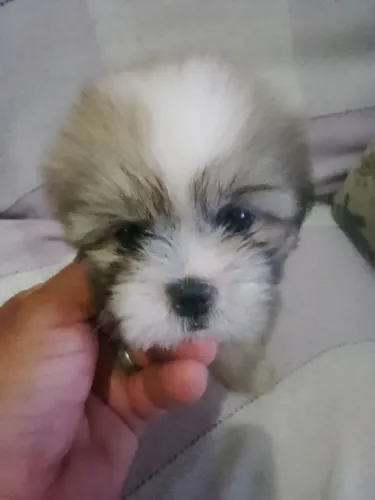 Vendo filhote de shitzu