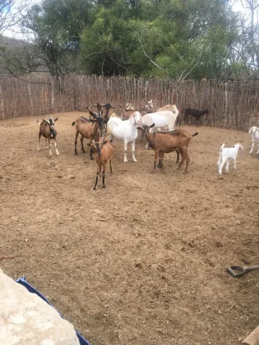 Ótima Fazenda 100hec, Rio Perene Passando na Propriedade, São Caetano, Ac Imóvel/Carro
