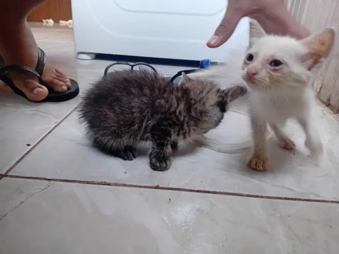ESTOU DOANDO GATOS