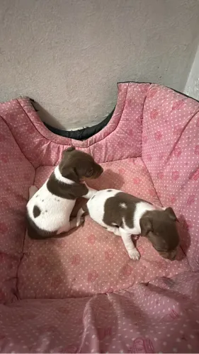 FOX paulistinha com pedigree CBKC - filhote Terrier brasileiro puro