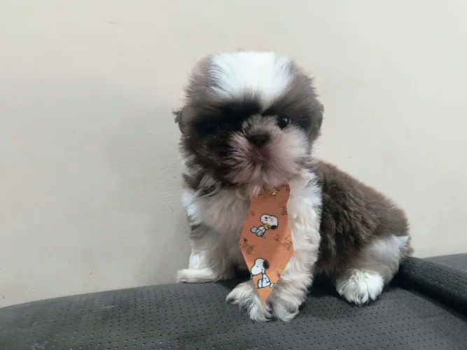 Shitzu Machinho Mini (R$1.400.00 12X no Cartão