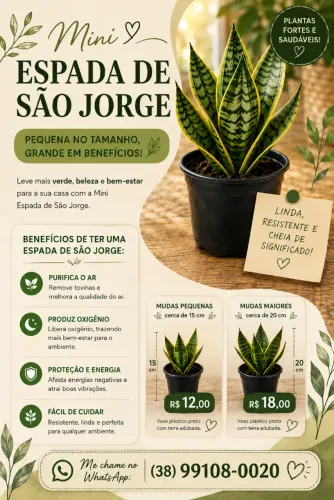 Planta Mini Espada de São Jorge