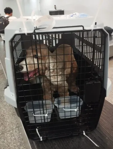 CAIXA DE TRANSPORTE PET