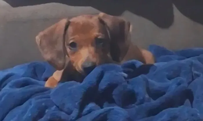 Filhote de basset