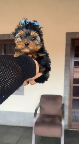Um belo filhote yorkshire terrier