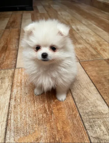 ? Spitz Alemão Anão (Lulu da Pomerânia) - Filhotes Prontos para Entrega ?