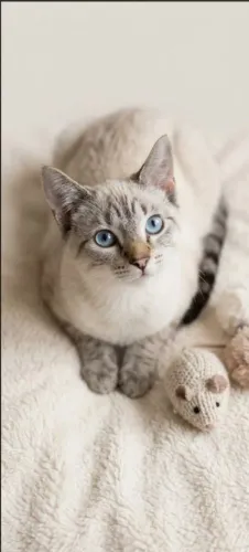 Gatinho lindo e dócil para adoção