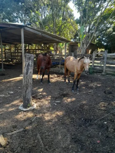 Dois cavalos
