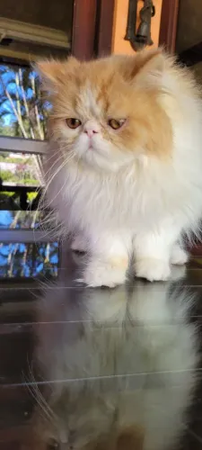 Gato persa amarelo e branco