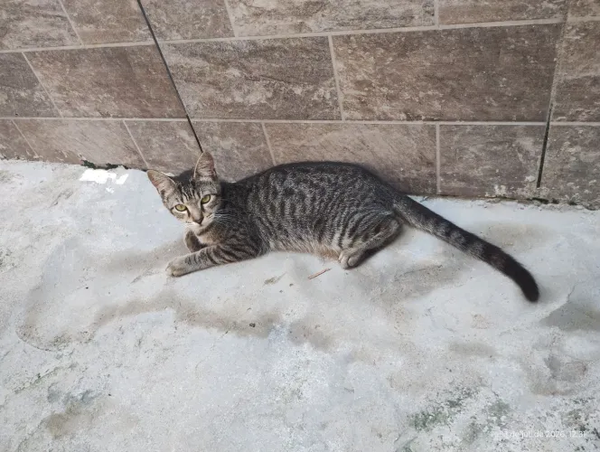 Doação, gato macho, 3 meses de vida