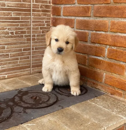 Golden retriever-Filhotes