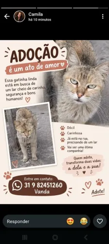 Doação de gato
