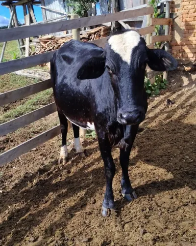 Vacas de leite