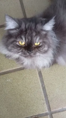 Filhotes de gatos persa