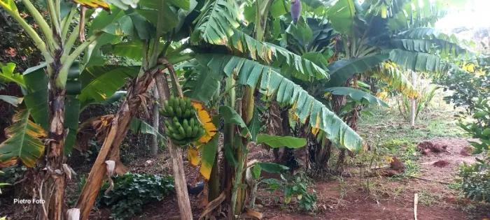 Vendo uma chácara gargantilha 1000 metros quadrados toda cercada com pés de frutas já